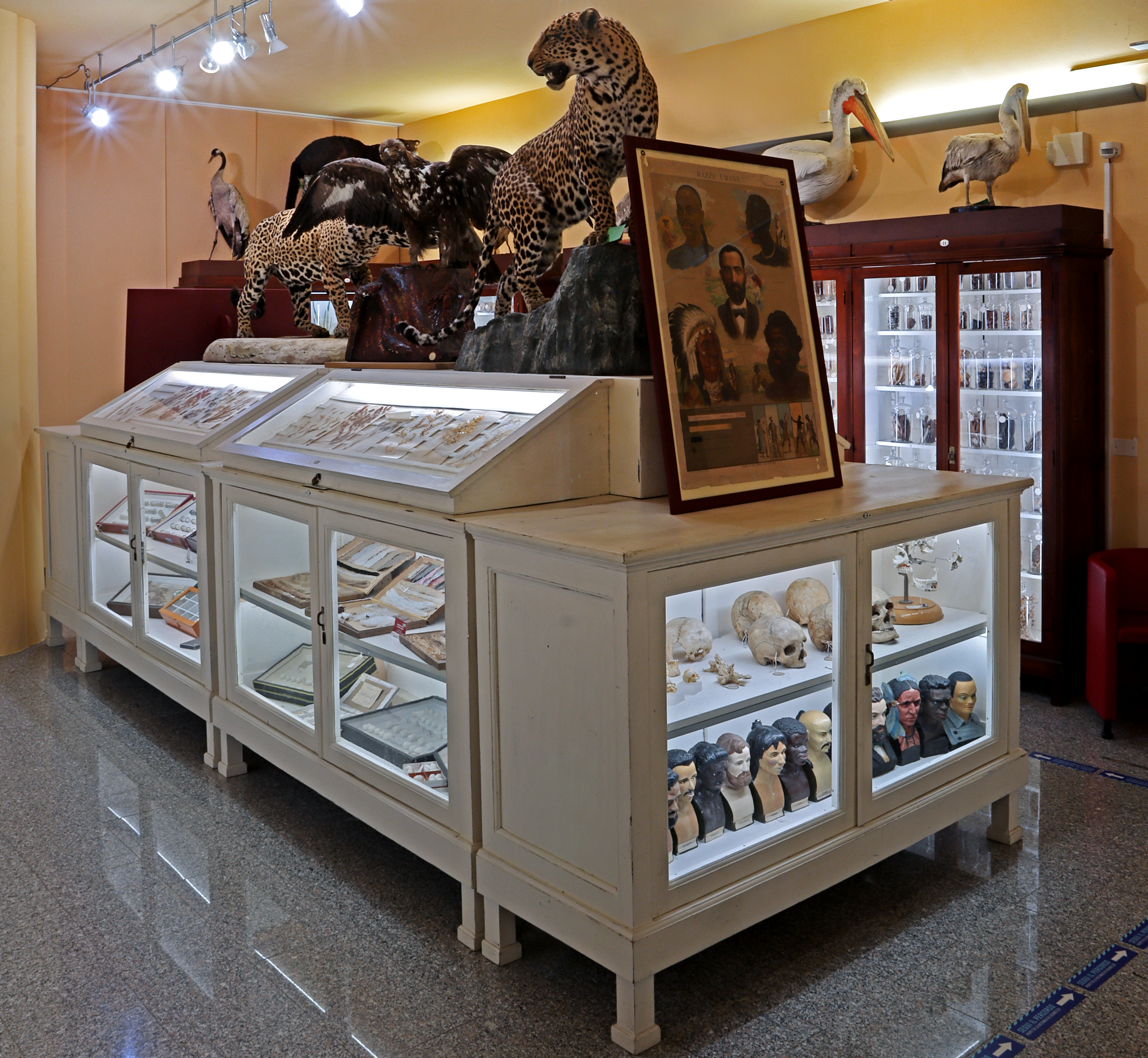 Museo